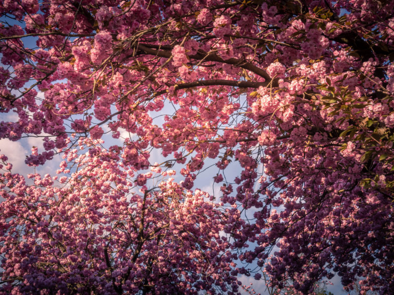 Japanische Kirschblüte im Taunus