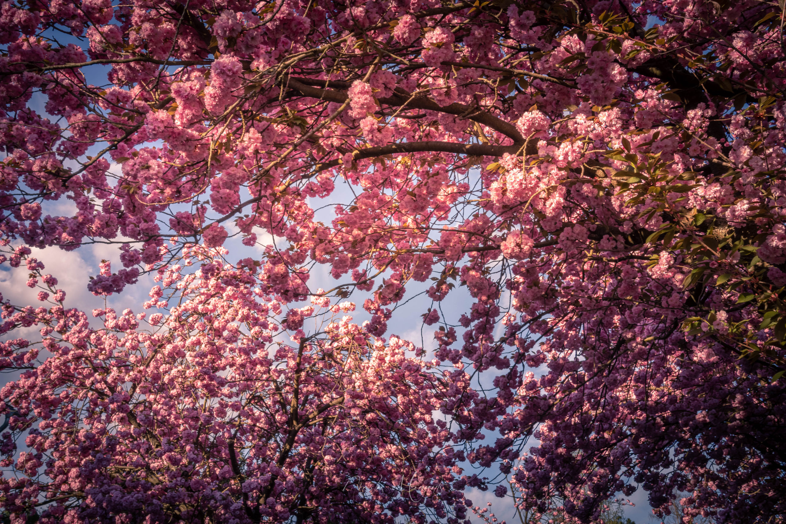 Japanische Kirschblüte im Taunus
